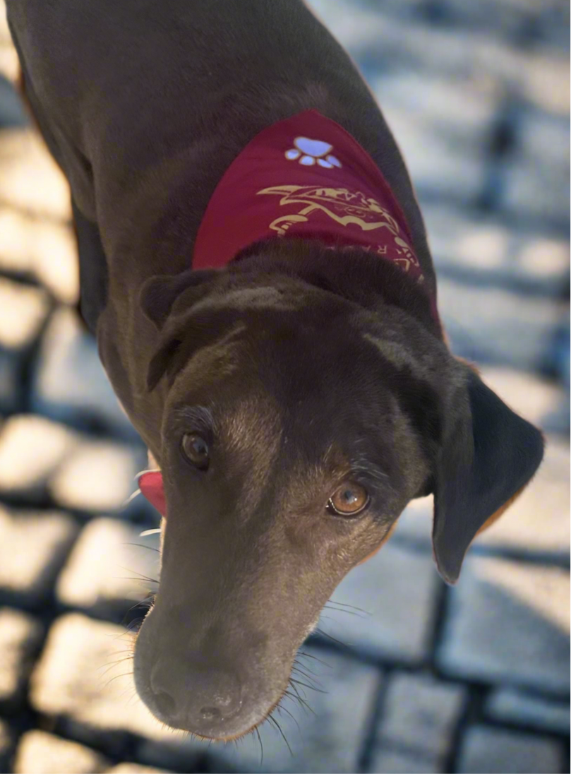 🐾 Dog Bandana 🐾